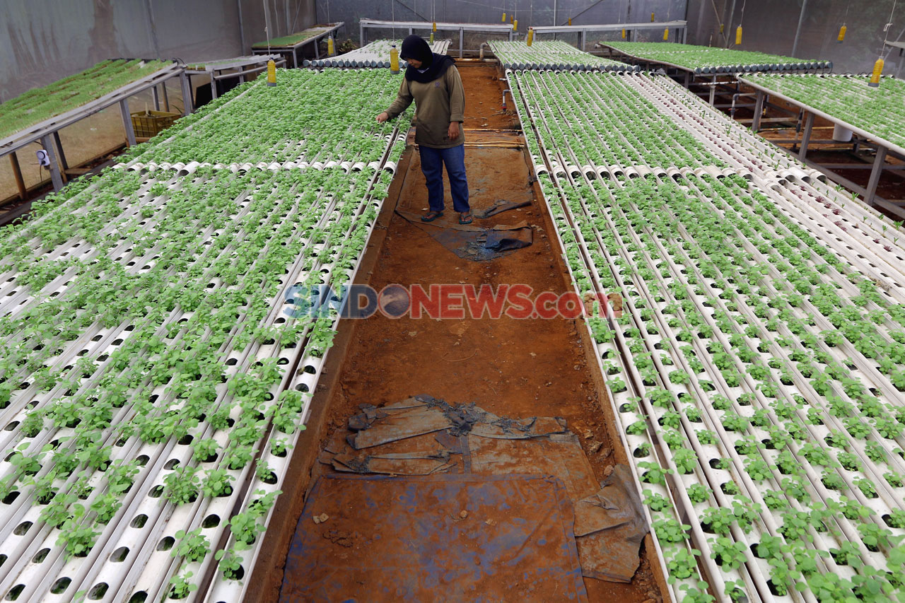 Pandemi COVID-19, Permintaan...