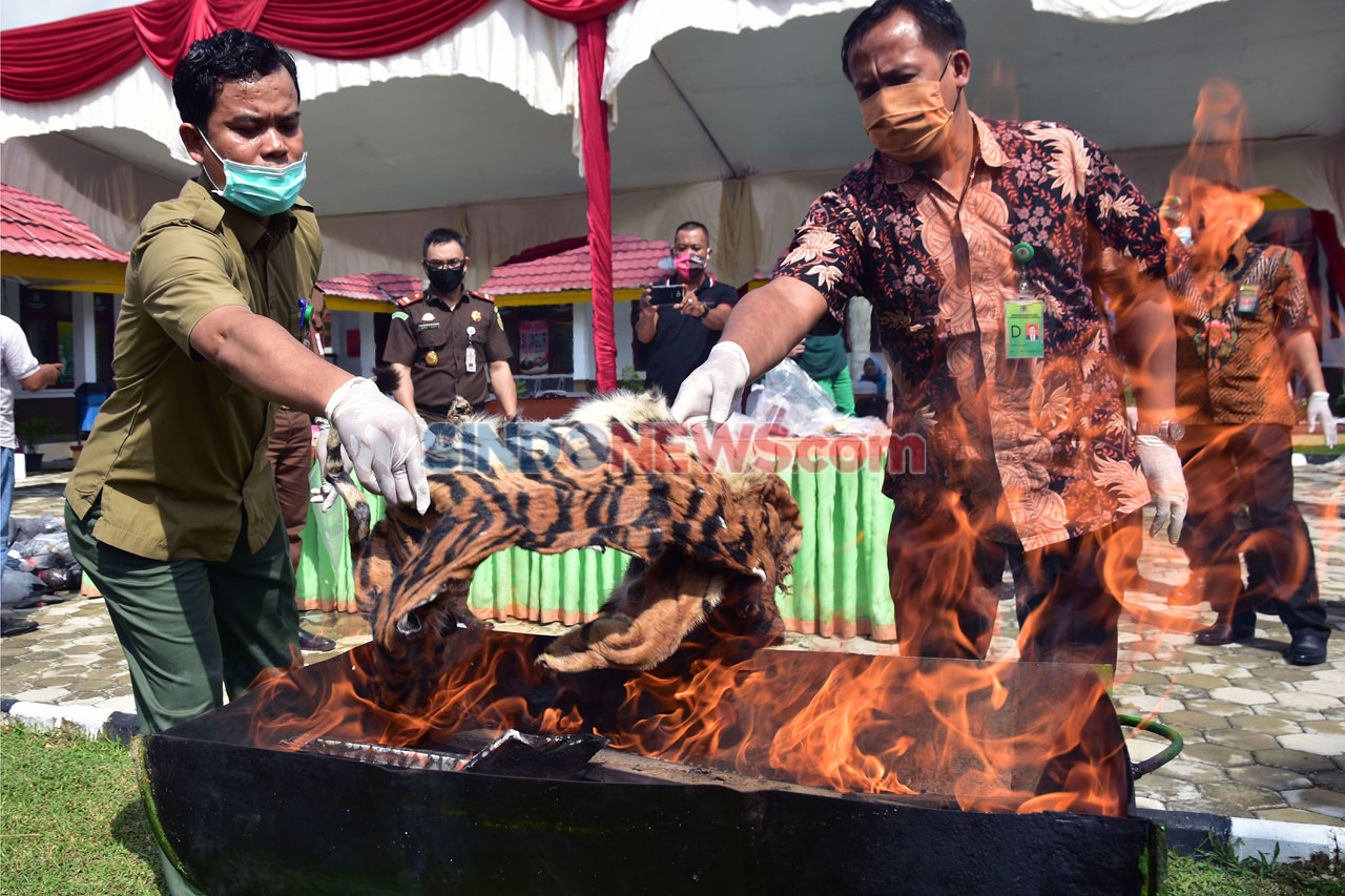 Kejari Pelalawan Musnahkan...