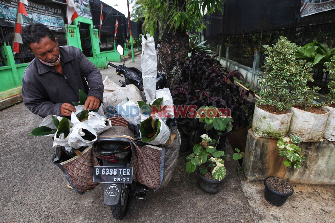 Penjualan Tanaman Hias...