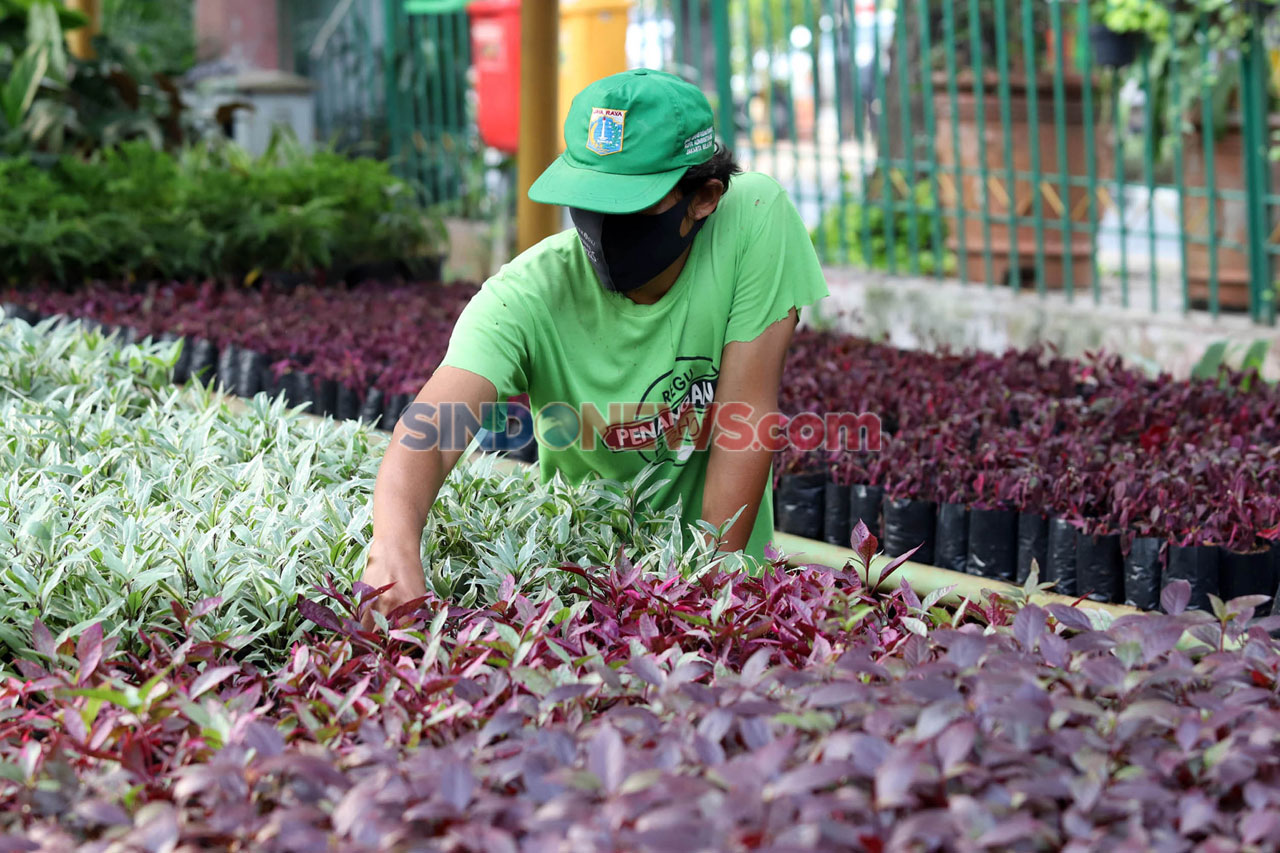 Merawat Tanaman Hias...