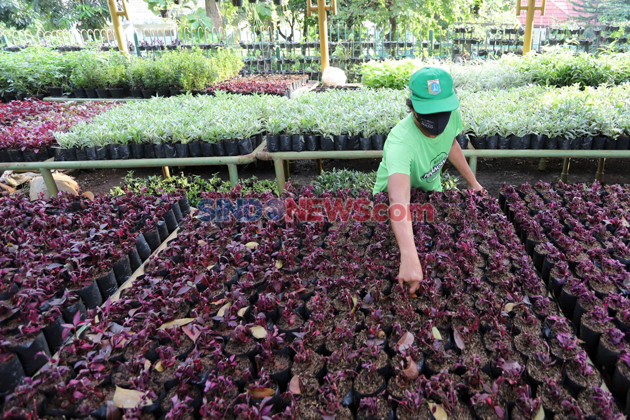 Merawat Tanaman Hias...