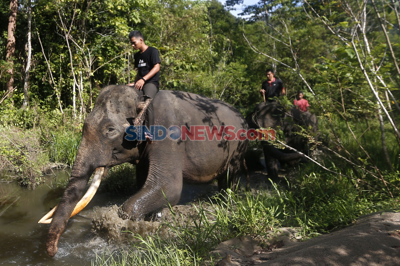 Tunggangi Gajah, CRU...