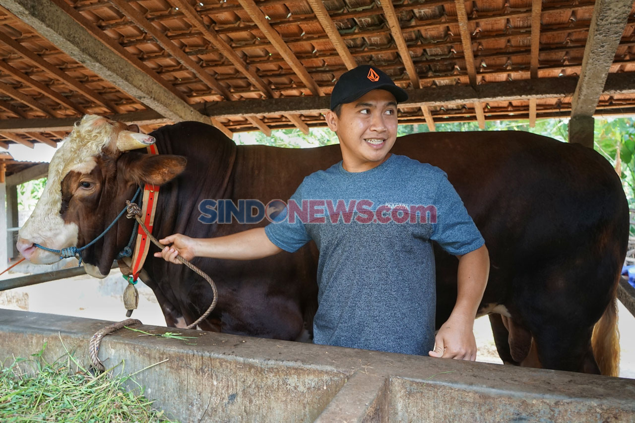 Si Gombloh, Sapi Kurban...