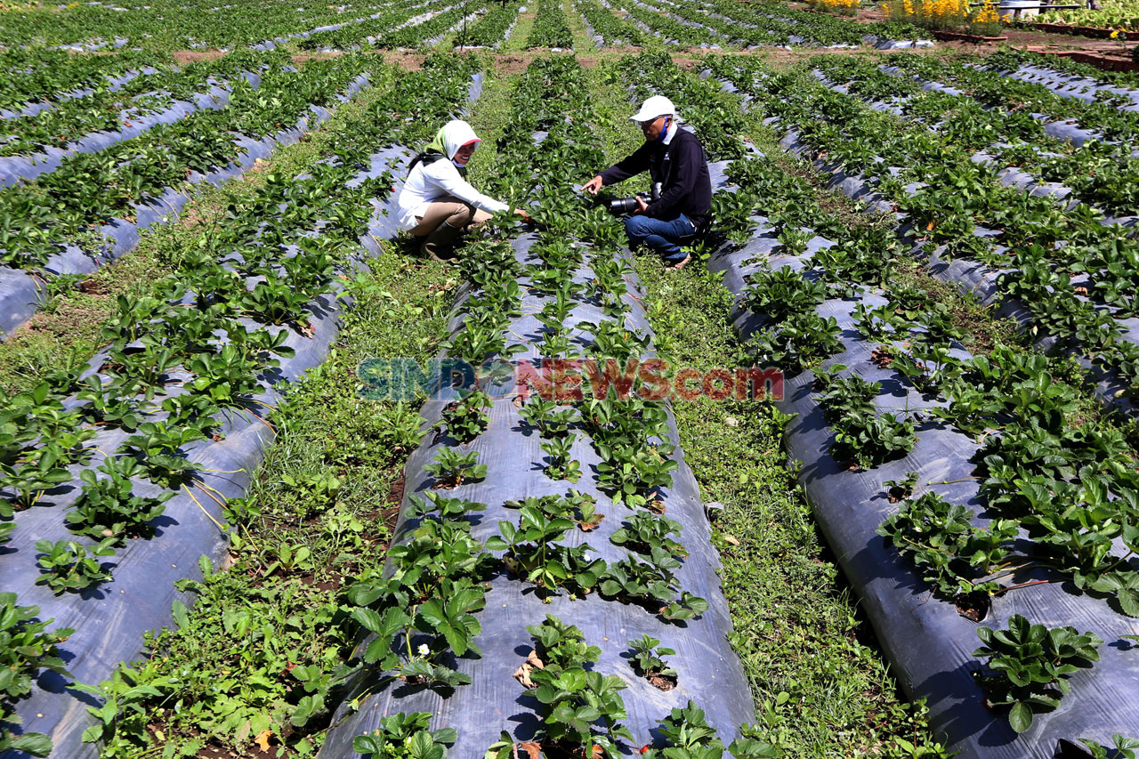 Kebun Strawberry Kalisat,...