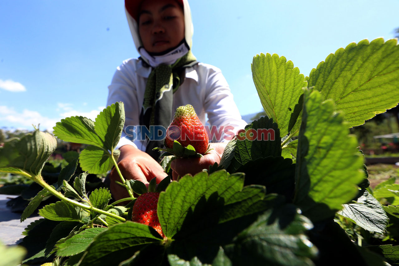 Kebun Strawberry Kalisat,...