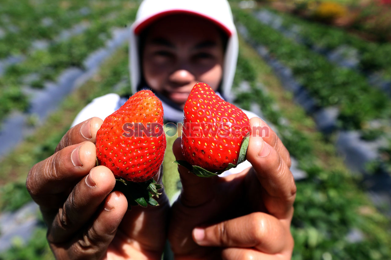 Kebun Strawberry Kalisat,...