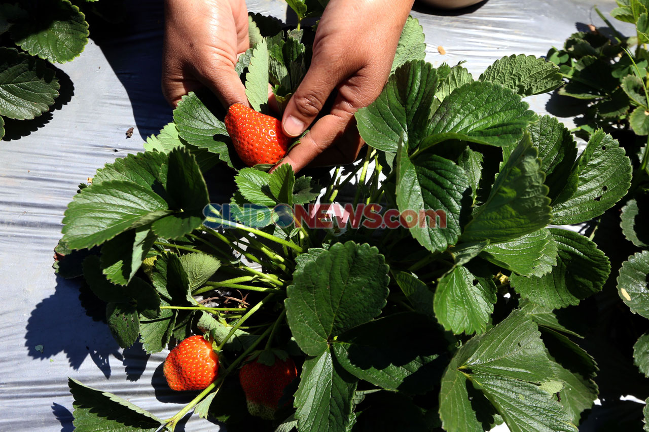Kebun Strawberry Kalisat,...