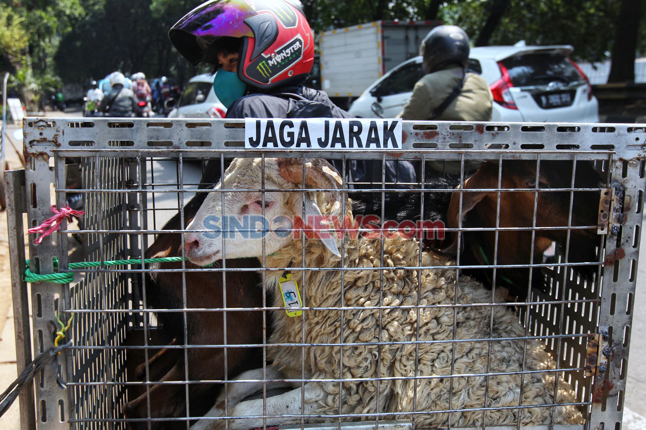 Hindari Stres, Kambing...