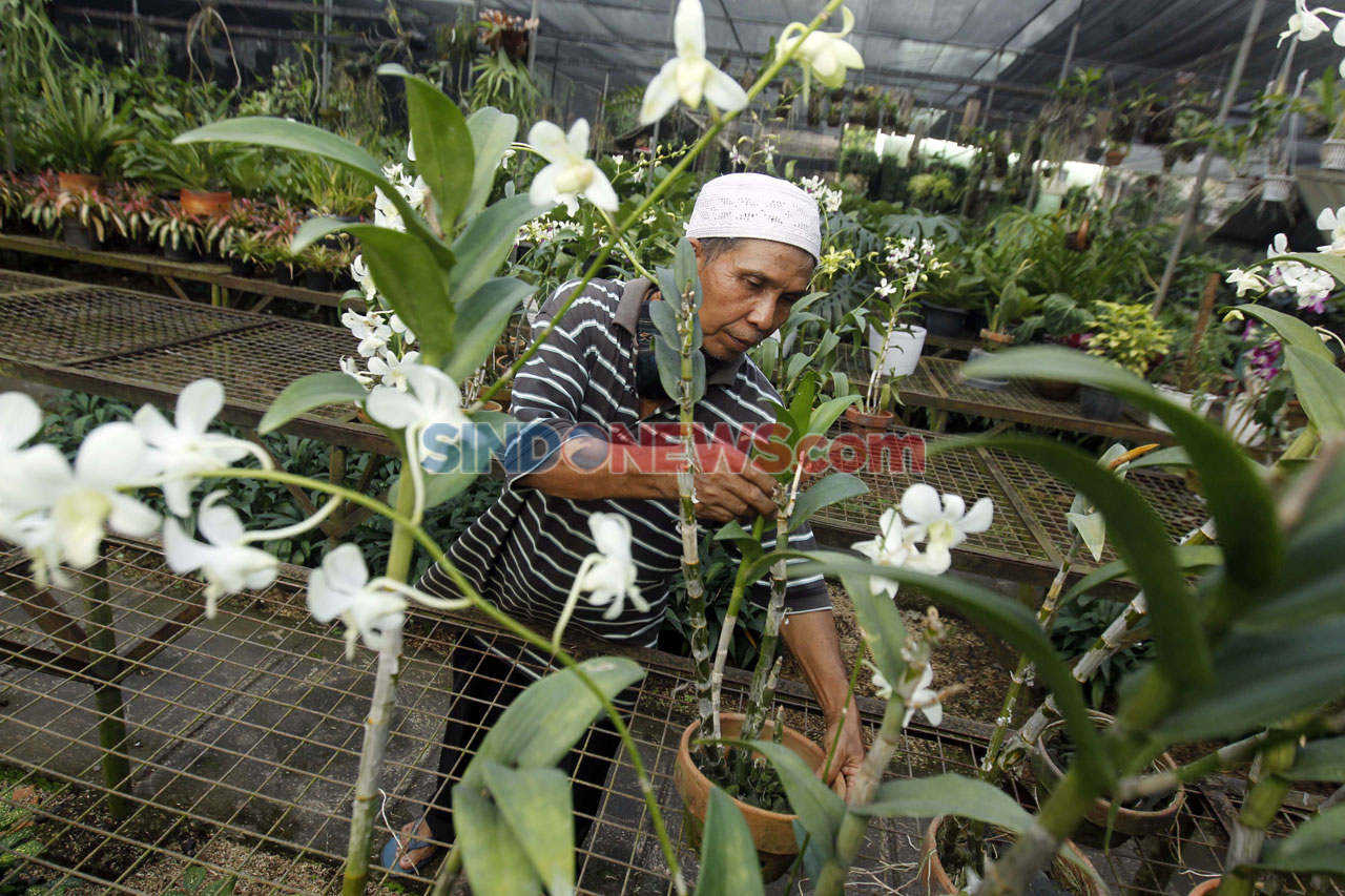 Permintaan Anggrek Meningkat...