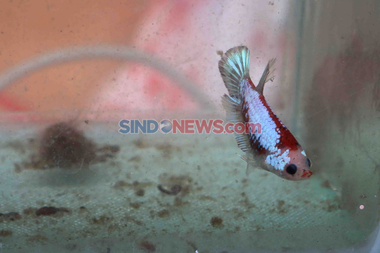 Ikan Cupang Makin Diminati...