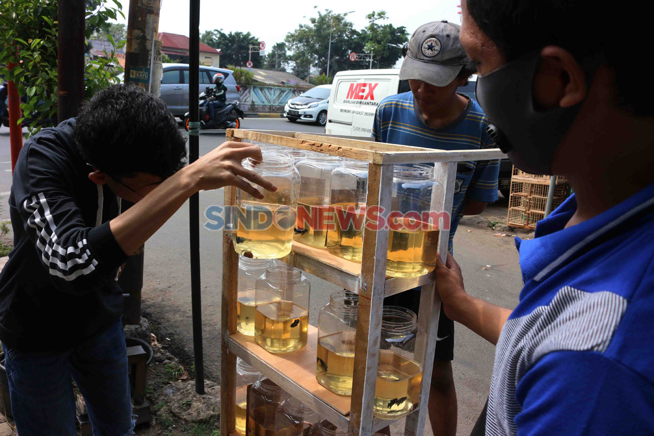 Ikan Cupang Makin Diminati...