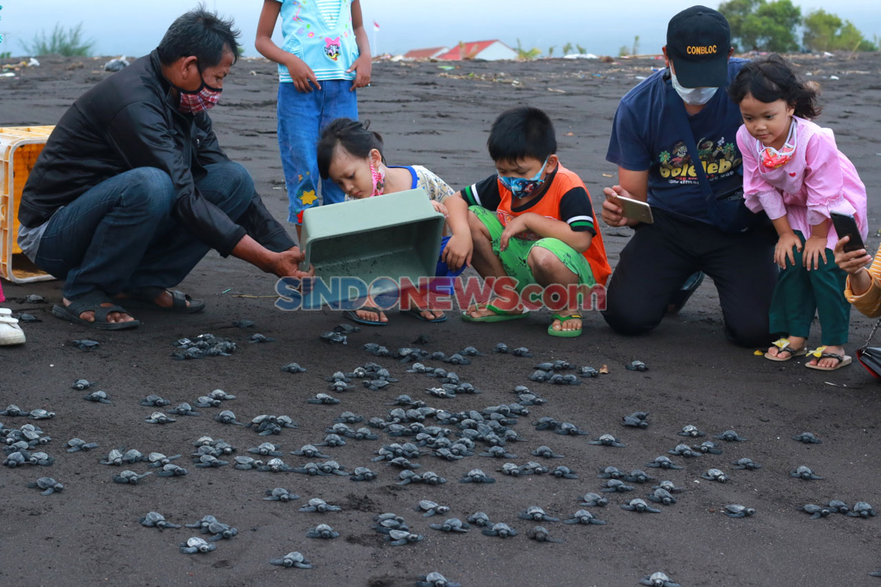 Banyuwangi Sea Turtle...