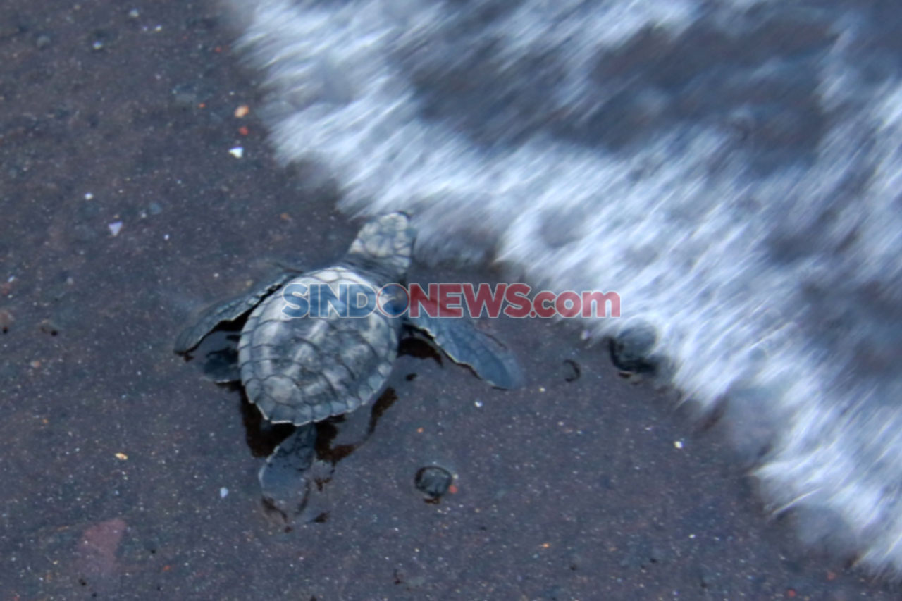Banyuwangi Sea Turtle...