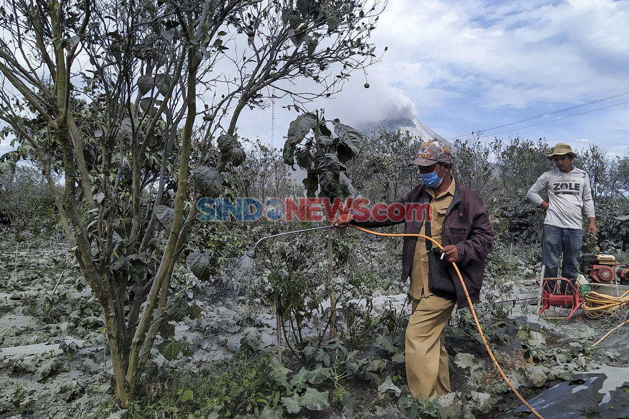 Pasca Erupsi Sinabung,...