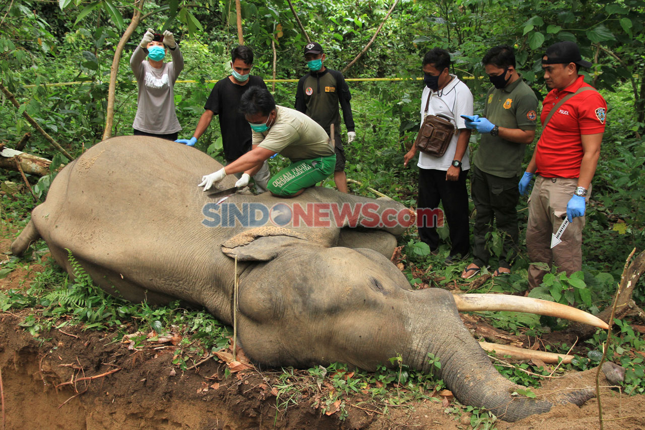 Gajah Jinak Mati Mendadak...