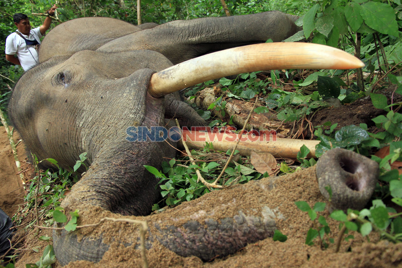 Gajah Jinak Mati Mendadak...