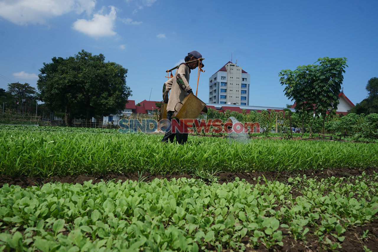 Petani Manfaatkan Lahan...
