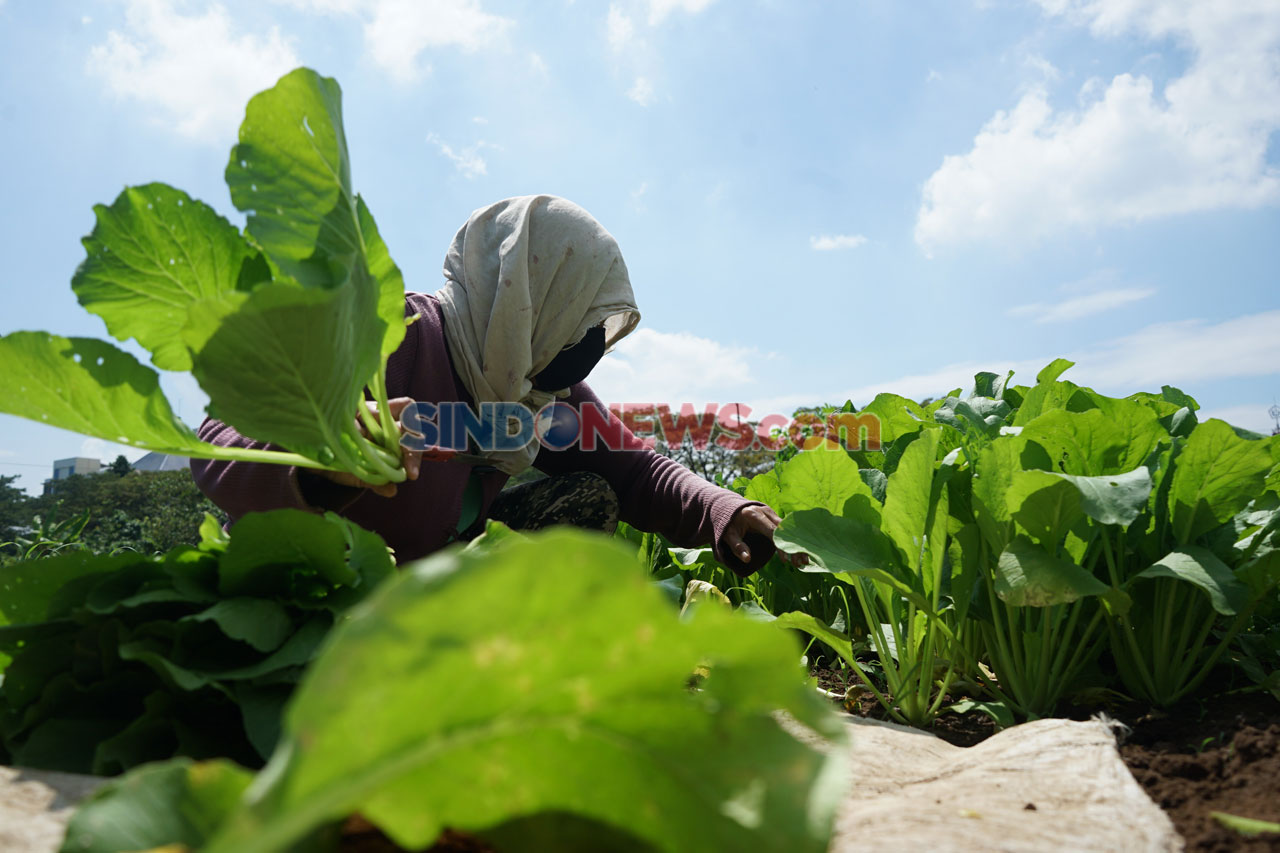 Petani Manfaatkan Lahan...