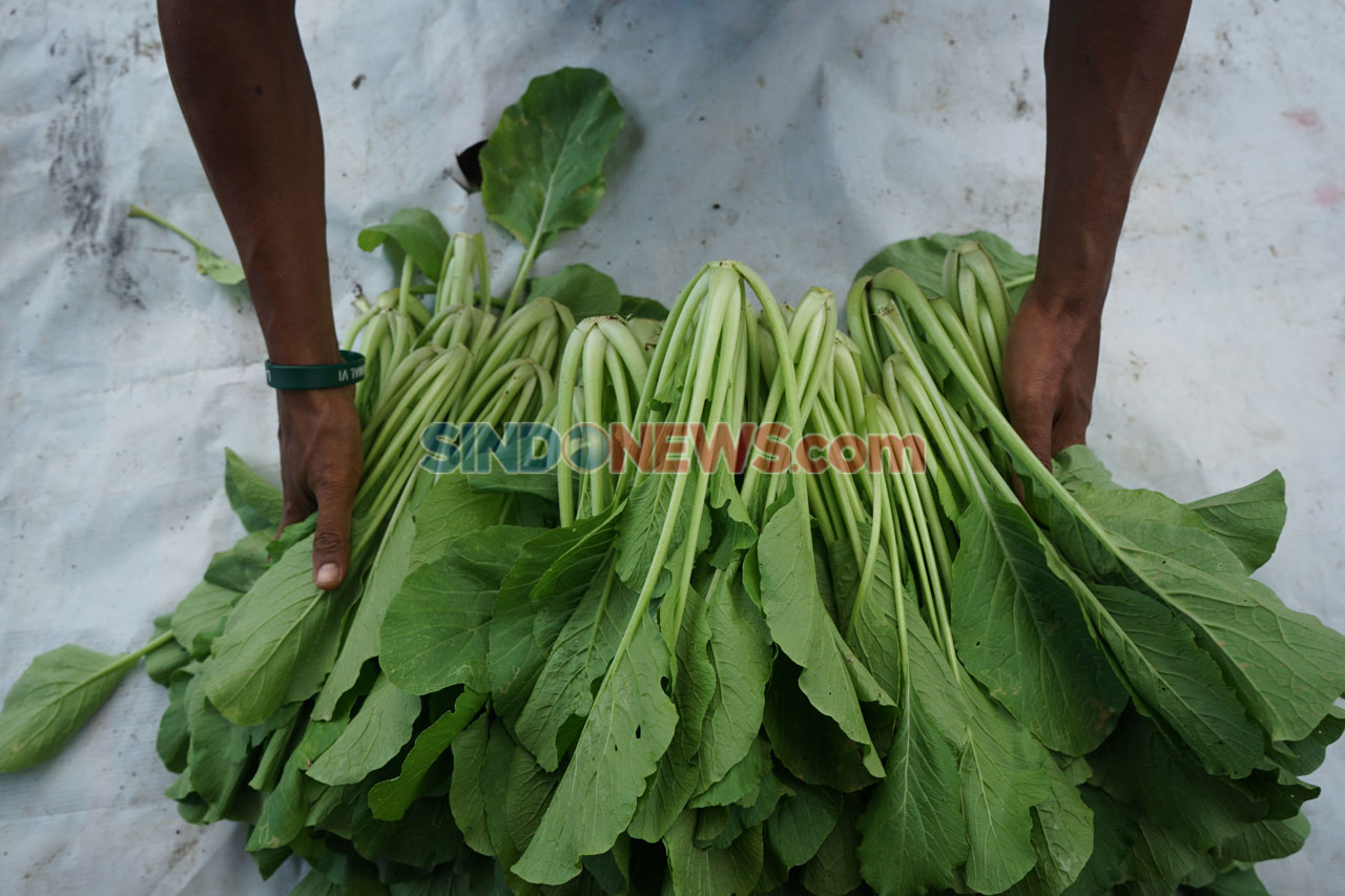 Petani Manfaatkan Lahan...