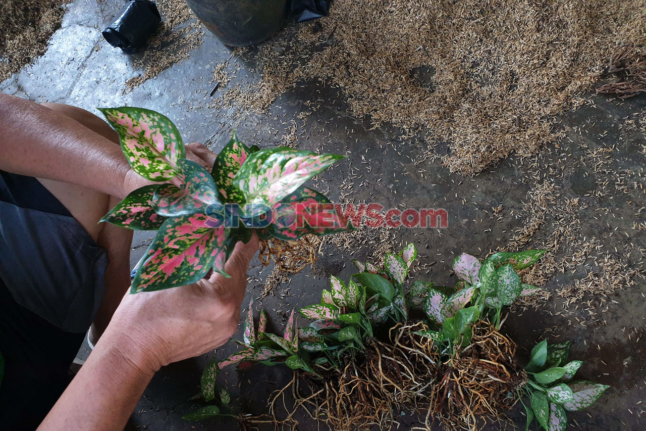 Si Janda Bolong yang...