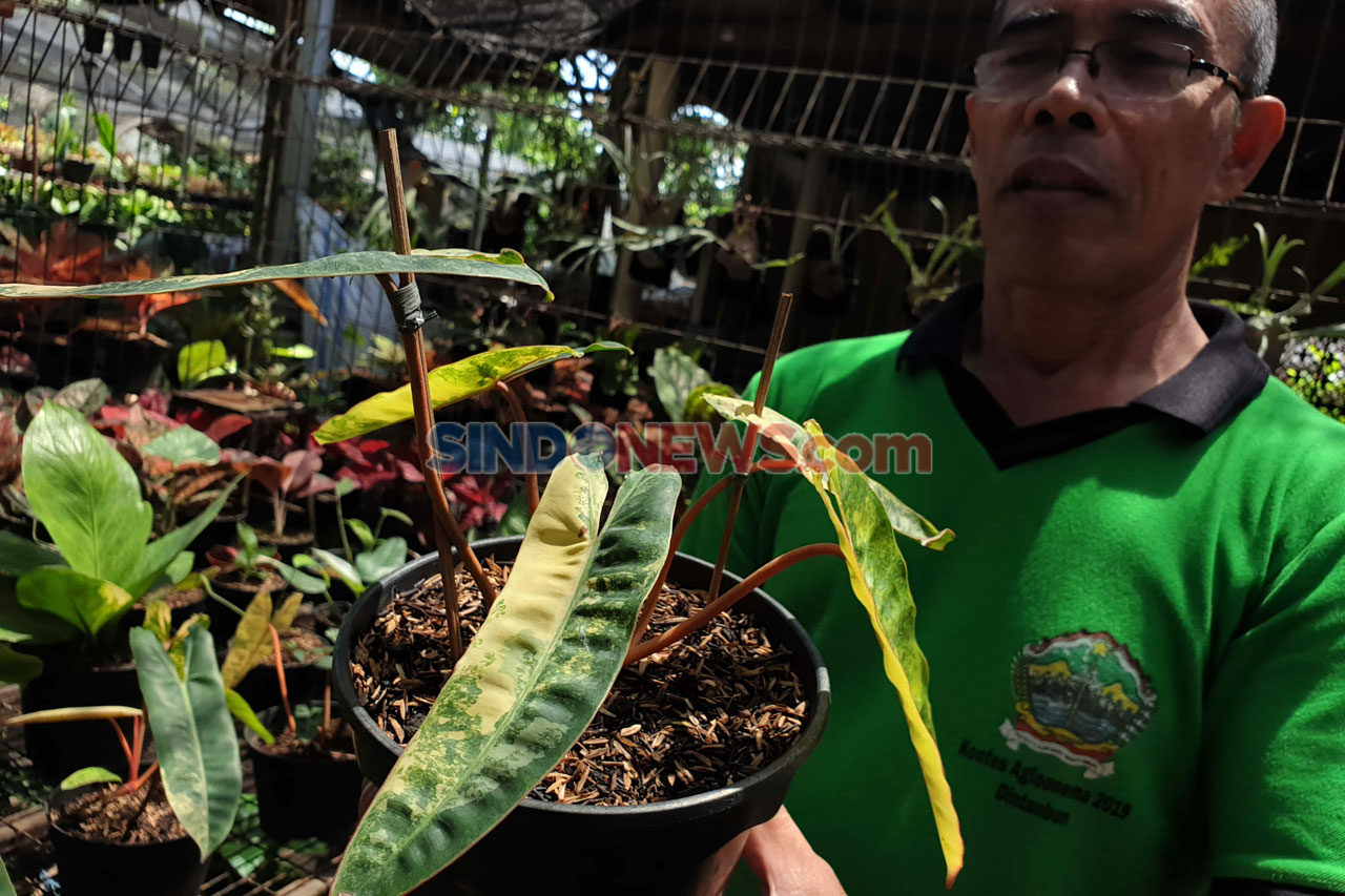 Si Janda Bolong yang...