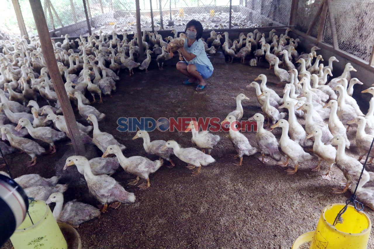 Permintaan Bebek Hibrida...