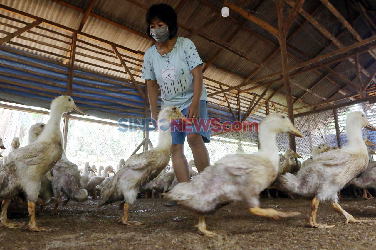 Permintaan Bebek Hibrida...