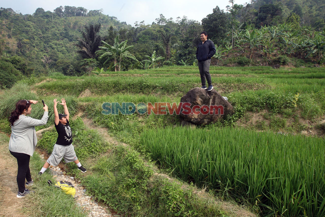 Menyusuri Sawah, Menikmati...