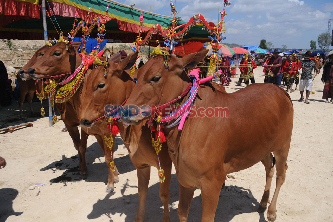 Ratusan Pasang Sapi...
