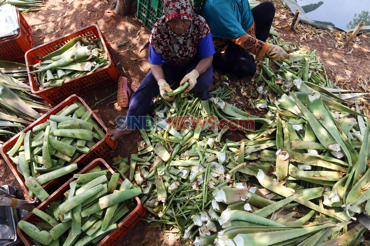 Raup Omzet Rp750 Juta...