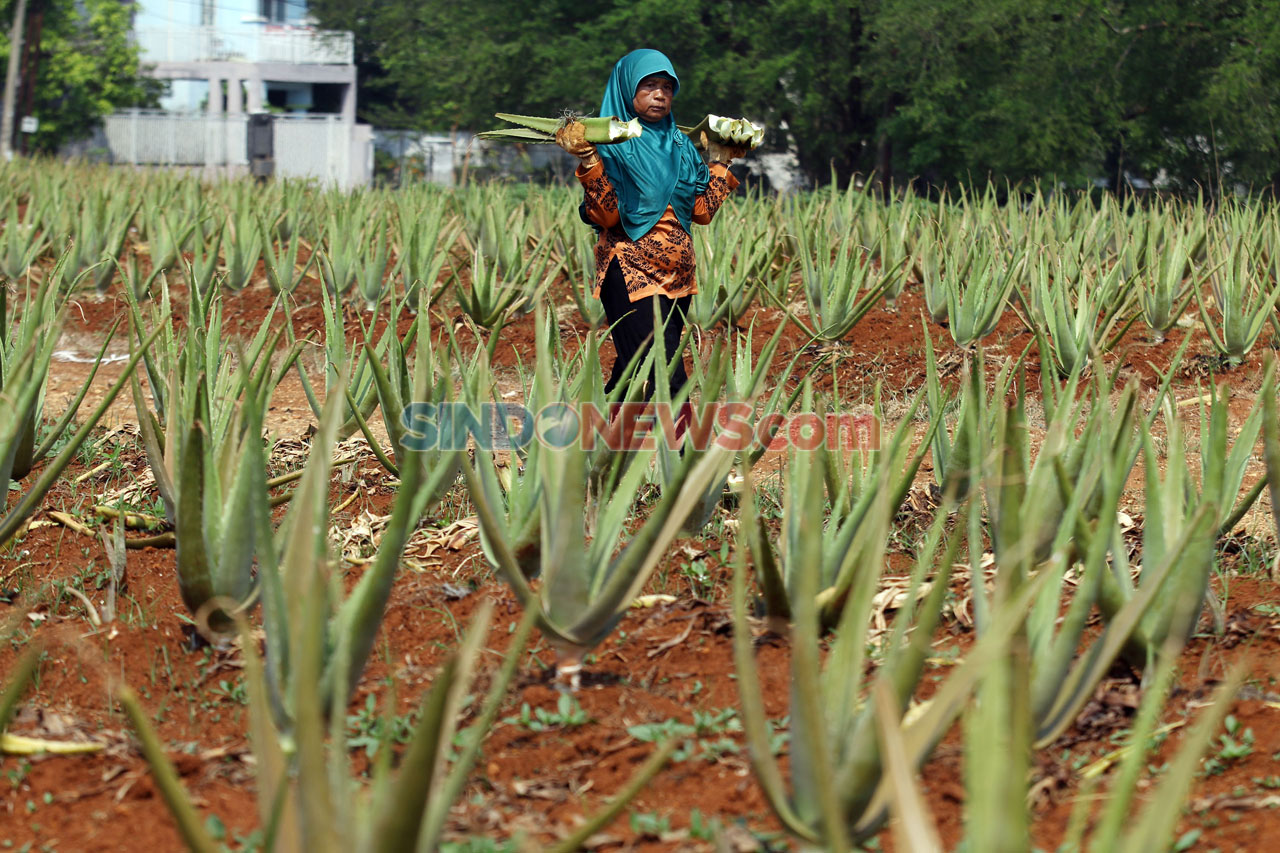 Raup Omzet Rp750 Juta...