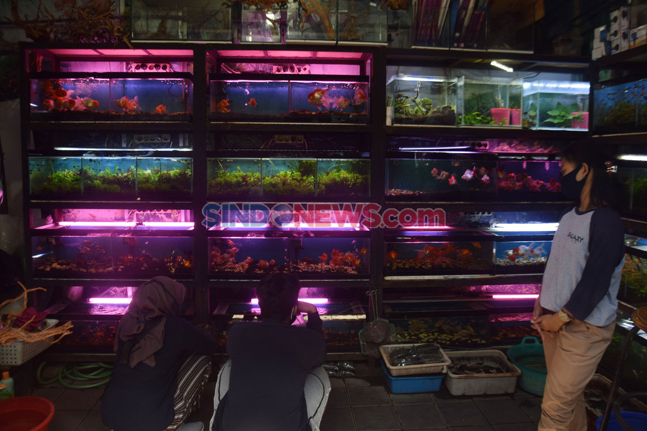 Permintaan Ikan Hias...