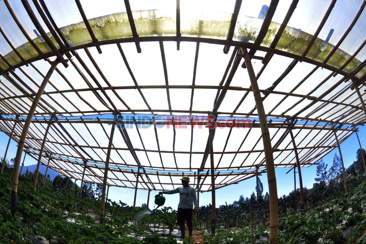 Potret Petani Sayuran...