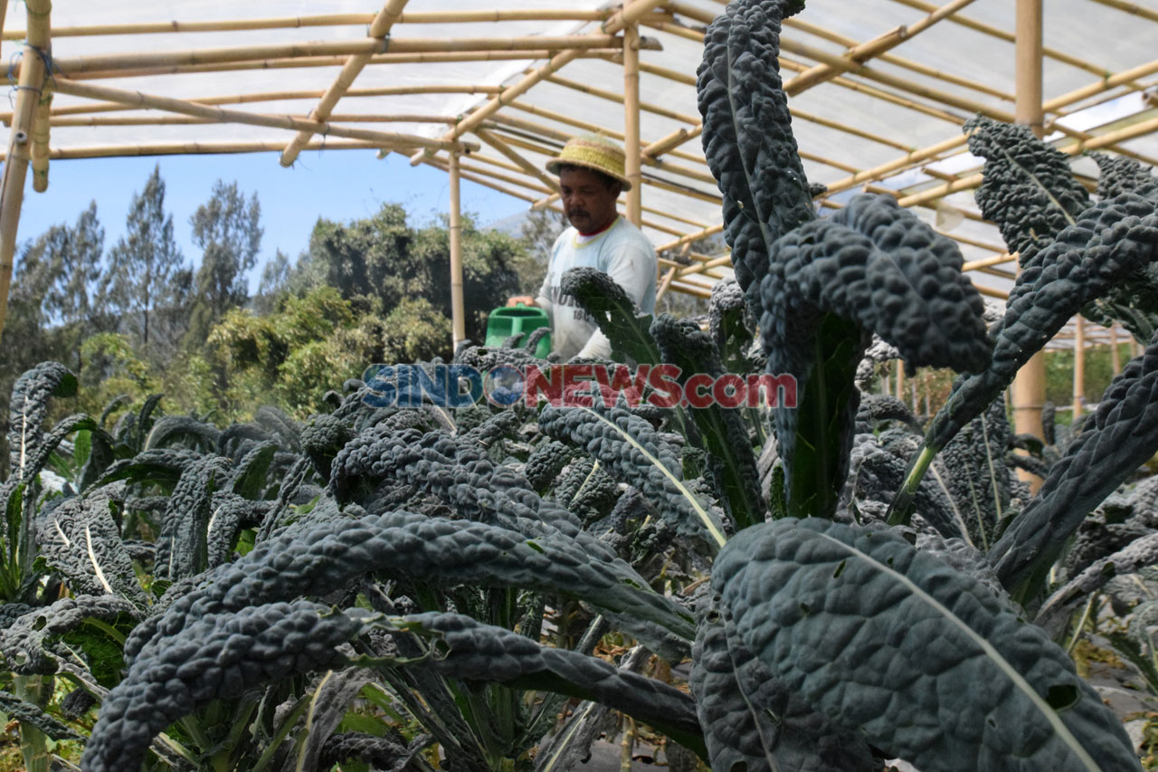 Potret Petani Sayuran...