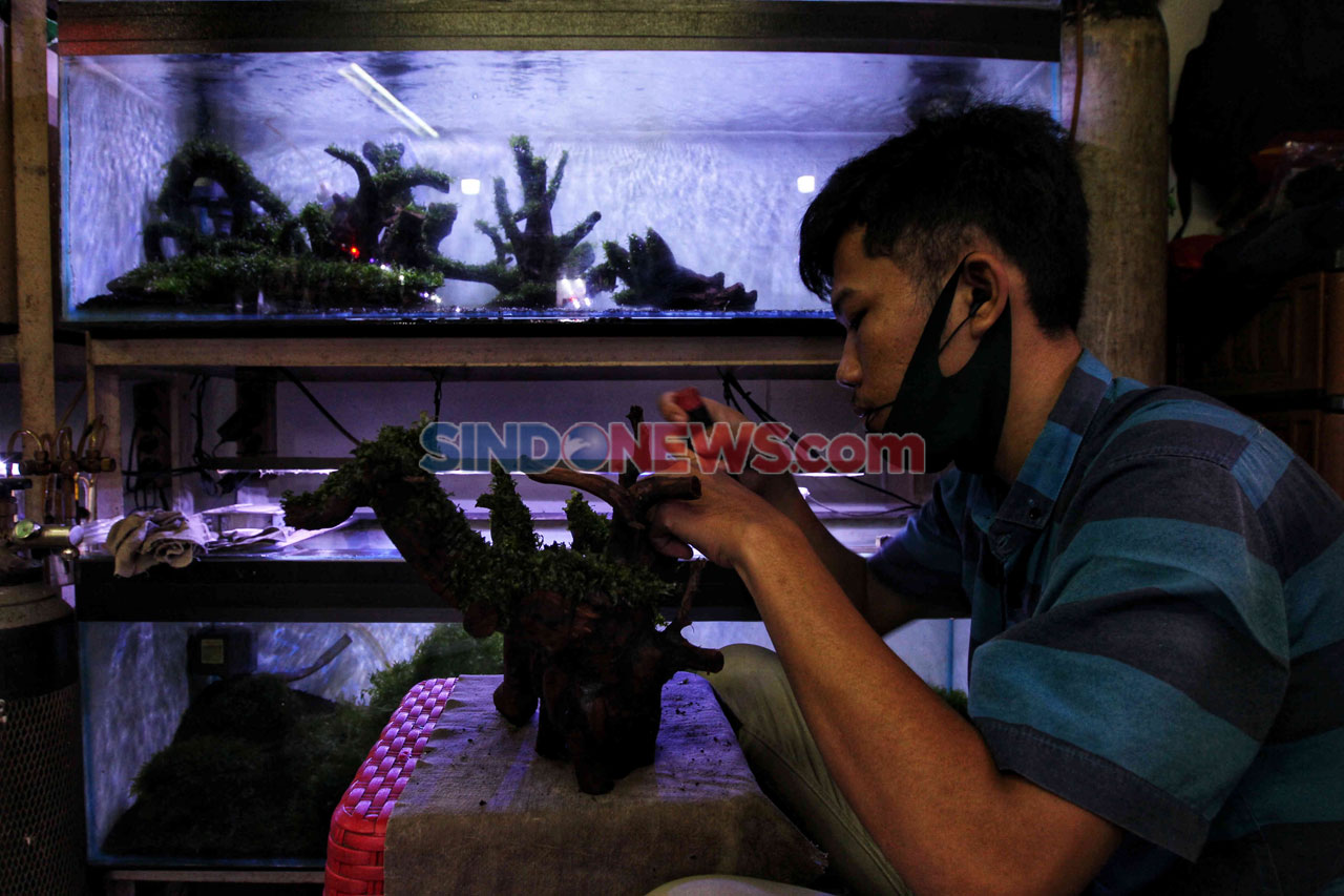 Berburu Ikan Hias di...