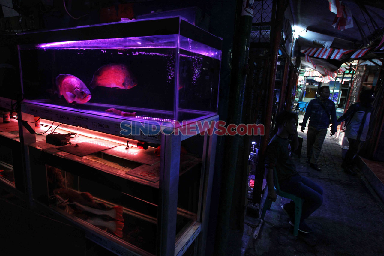 Berburu Ikan Hias di...