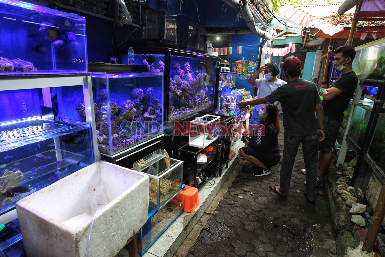 Berburu Ikan Hias di...