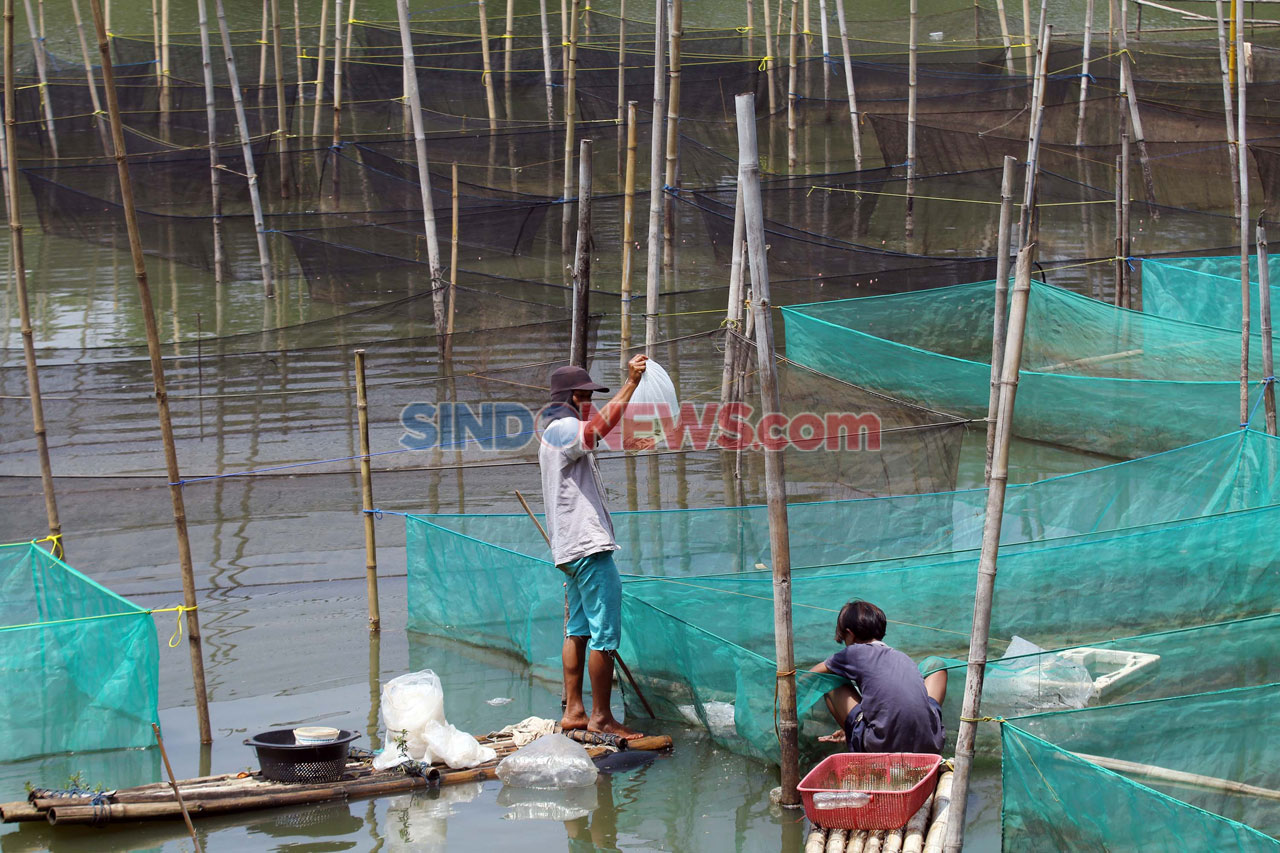 Permintaan Ikan Hias...
