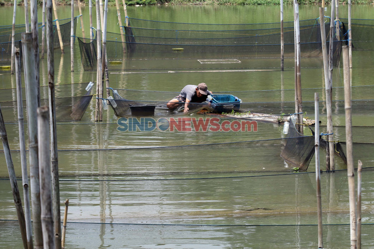 Permintaan Ikan Hias...