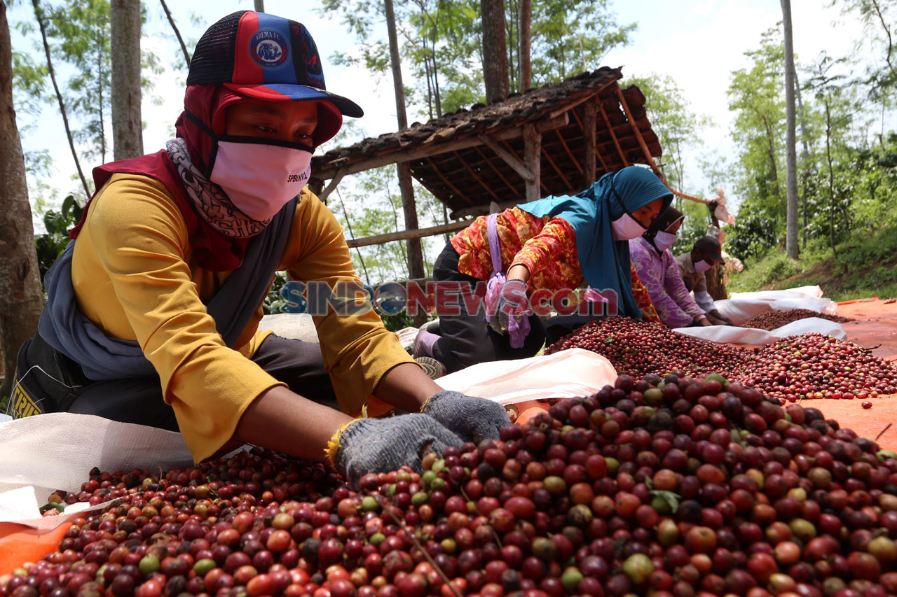 Kopi Robusta Gunung...