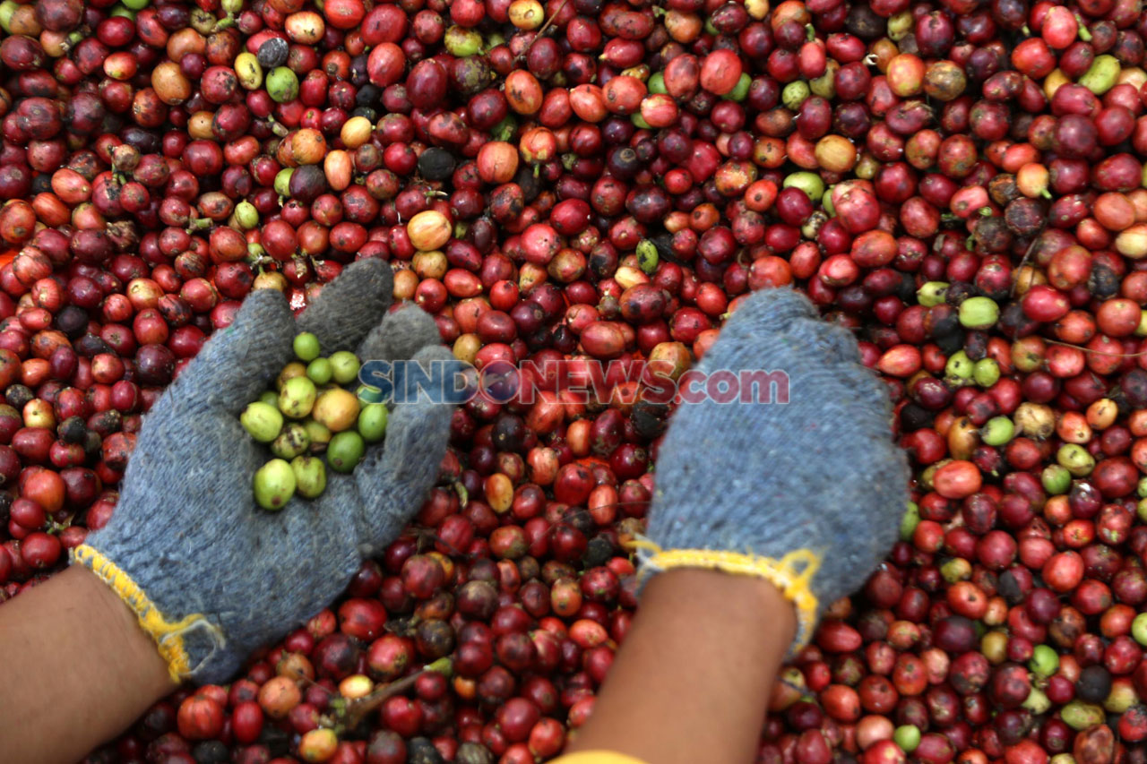 Kopi Robusta Gunung...