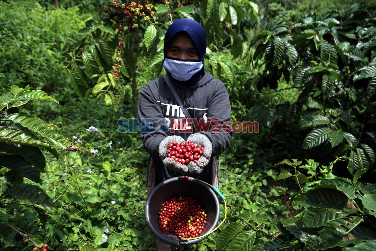 Kopi Robusta Gunung...