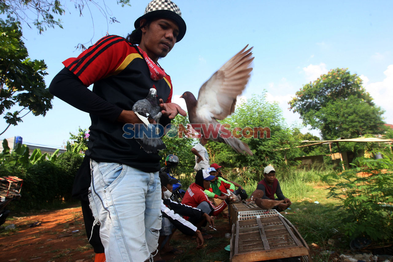 Melatih Merpati di Tengah...