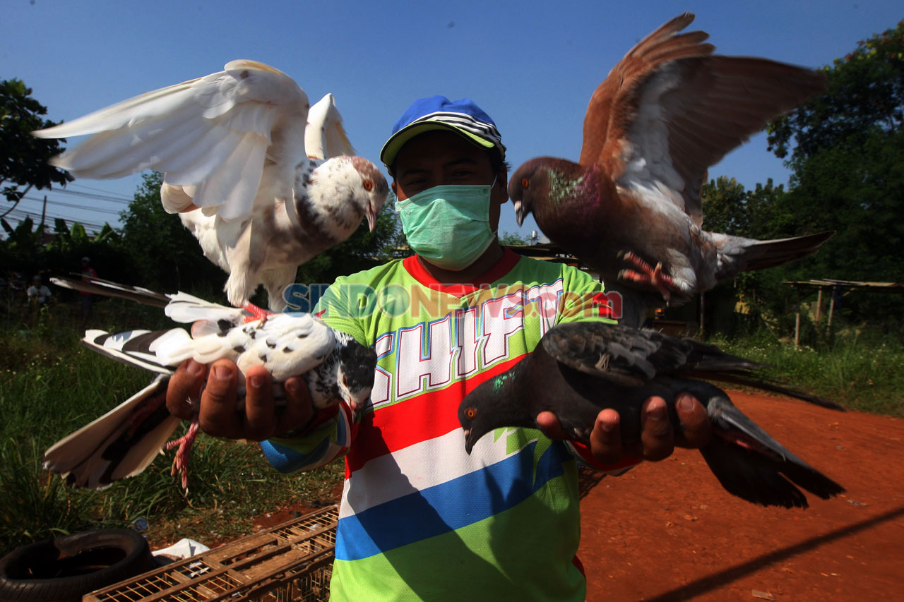 Melatih Merpati di Tengah...