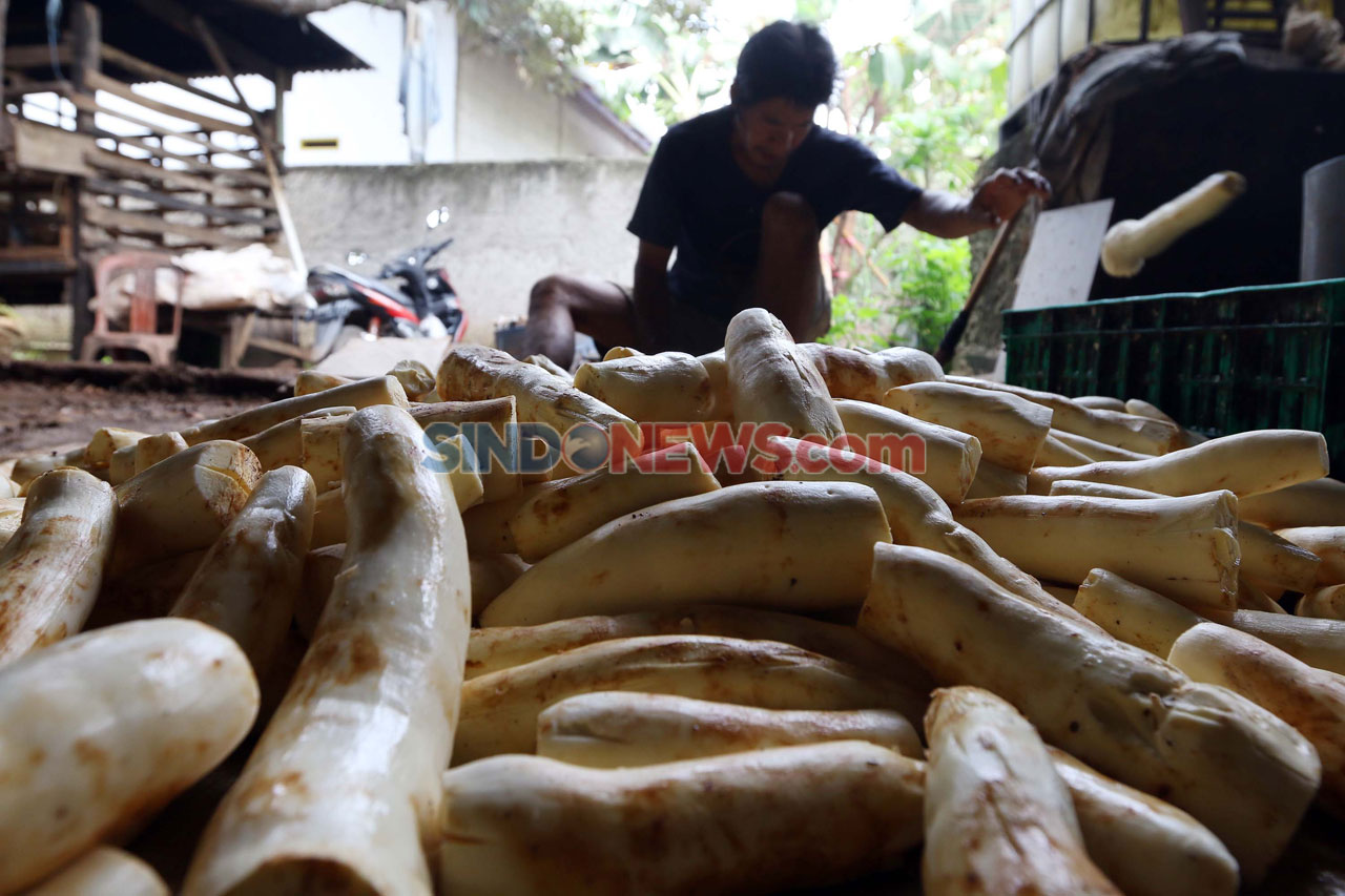 Industri Rumahan Tapai...