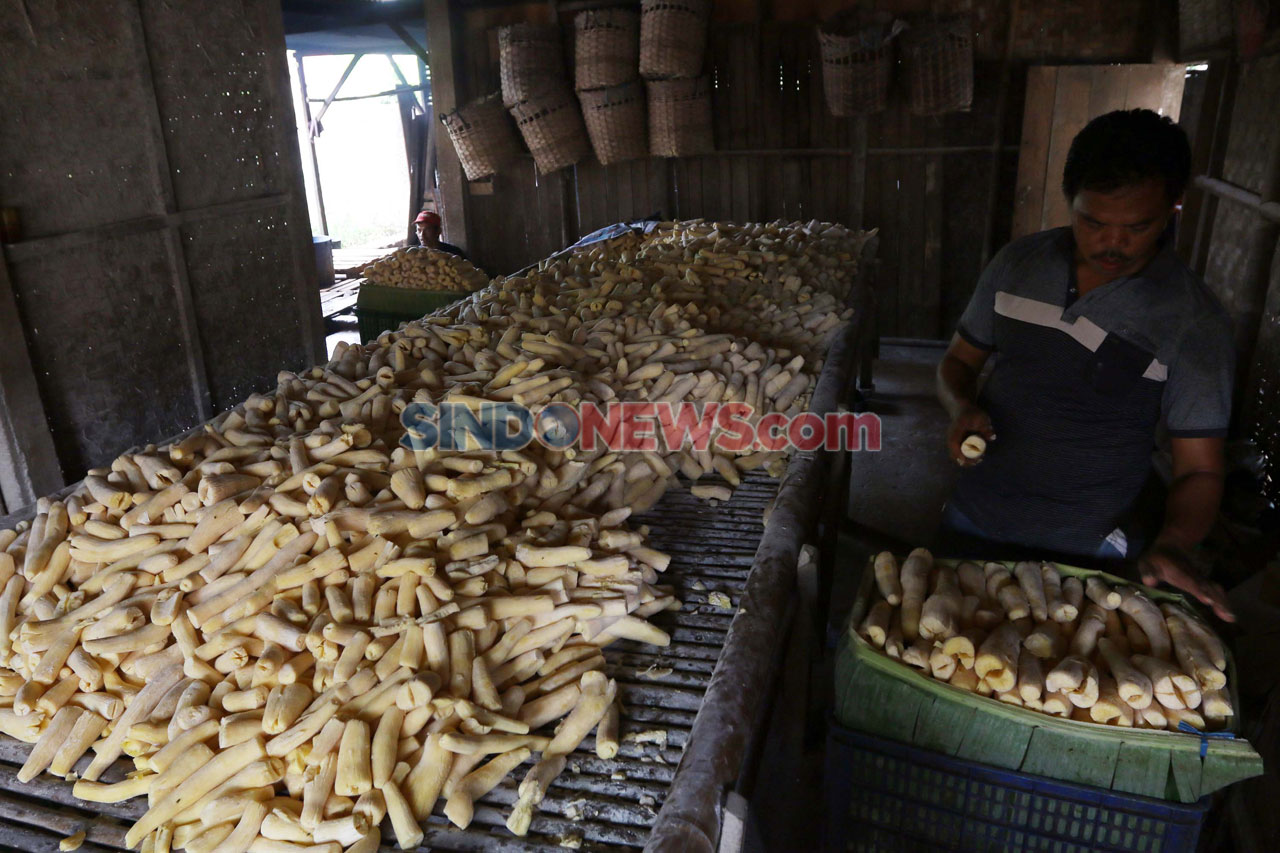Industri Rumahan Tapai...