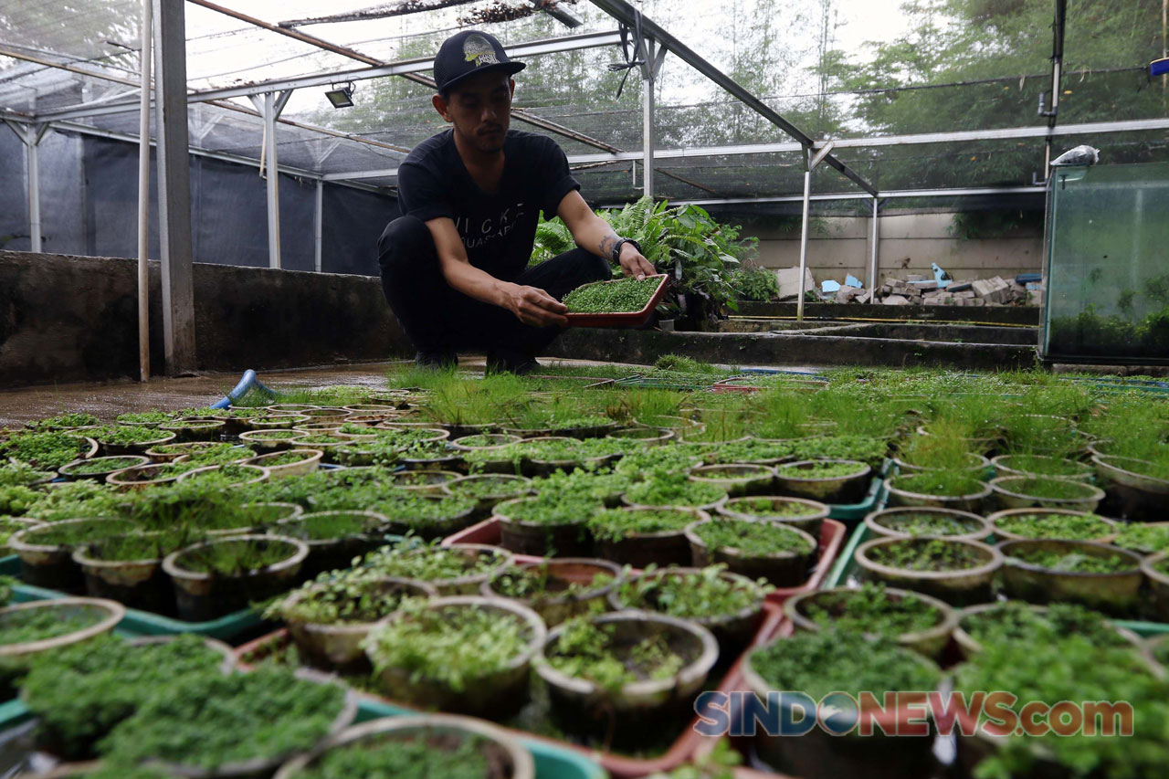 Bisnis Aquascape Meningkat...