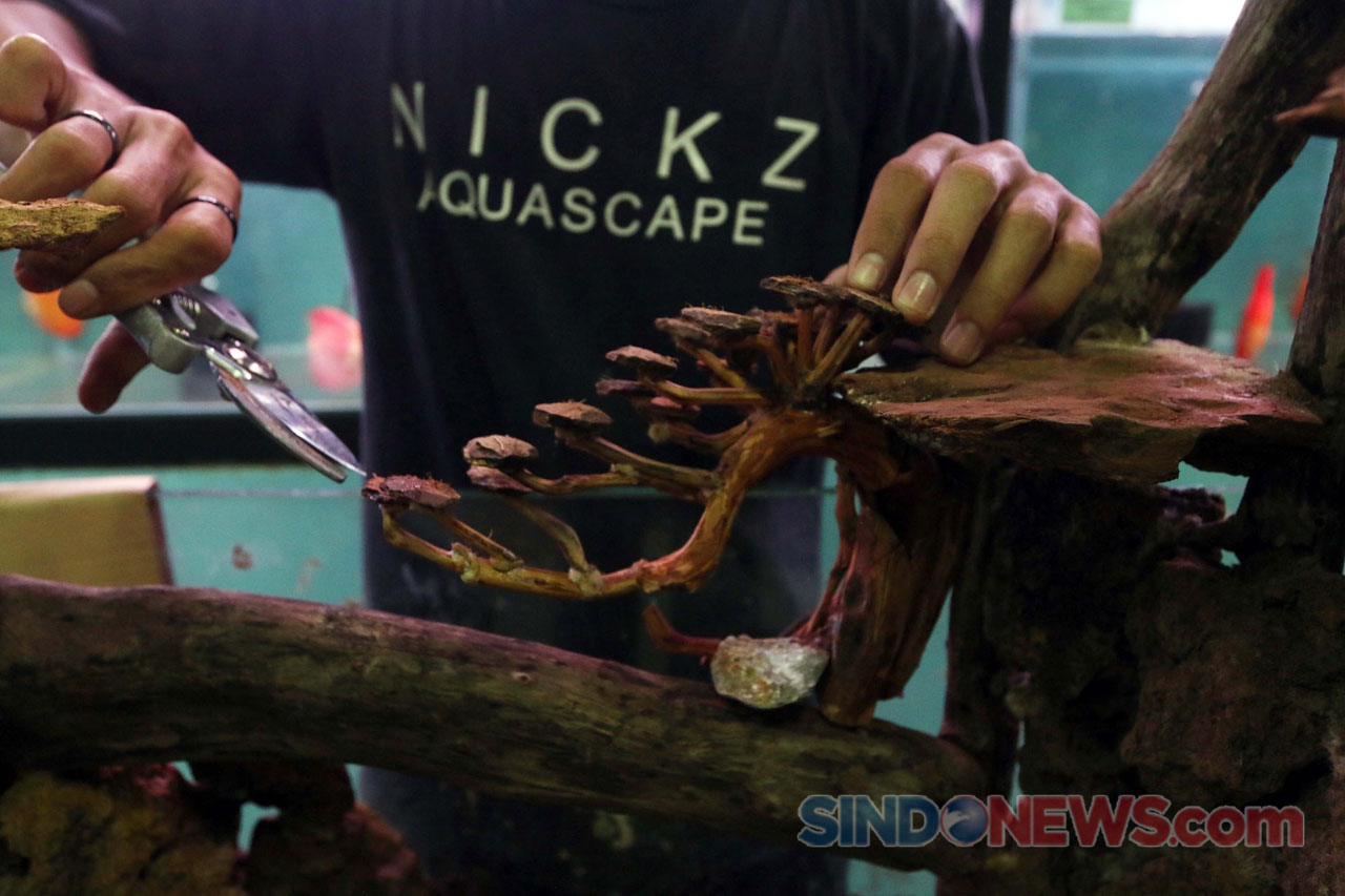 Bisnis Aquascape Meningkat...