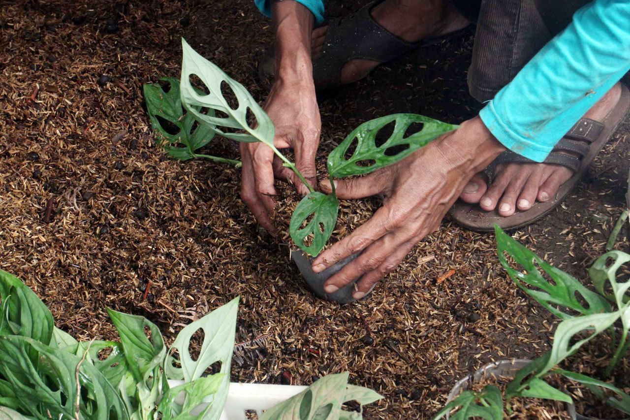 Jualan Tanaman Hias...