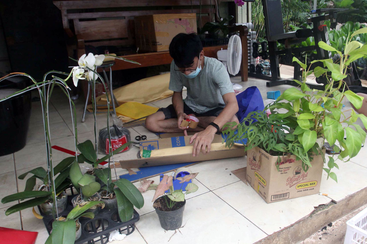 Jualan Tanaman Hias...